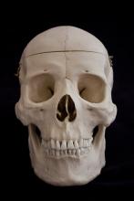 Osteo Cast Male Skull, Three Piece BC-092 w/ Calvarium Cut