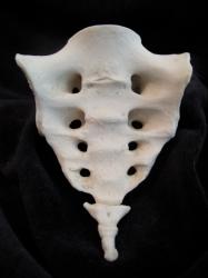 Female Sacrum with Coccyx - Anterior view