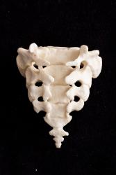 Osteo- Cast Children’s Five Year Old Sacrum SC-183-s