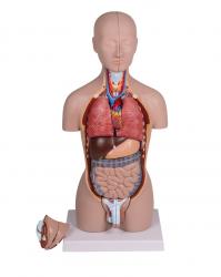 Miniature Torso, 16 part, Dual Sex - from Erler Zimmer