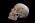 Osteo Cast Male Skull, Three Piece BC-092 w/ Calvarium Cut