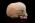 Osteo- Cast Child Skull, 5 Years of Age, BC-116
