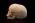 Osteo- Cast Child Skull, 5 Years of Age, BC-116