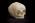 Osteo Cast Fetal Skull - 40 weeks BC 182