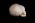 Osteo- Cast Child Skull, 5 Years of Age, BC-116