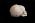 Osteo Cast Fetal Skull - 40 weeks BC 182