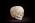 Osteo Cast Child Skull 1 yr. old w/ Calvarium Cut BC-280