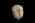 Osteo Cast Fetal Skull - 21 1/2 week old BC-220