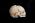 Osteo Cast Fetal Skull - 21 1/2 week old BC-220