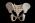 Osteo Cast Children's 5-Year Old Pelvis and Sacrum SC-183-P
