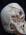 Full Term Fetal Skull - Somso QS 3